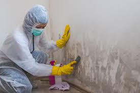 Why You Should Choose Our Mold Remediation Services in Ashburn, GA